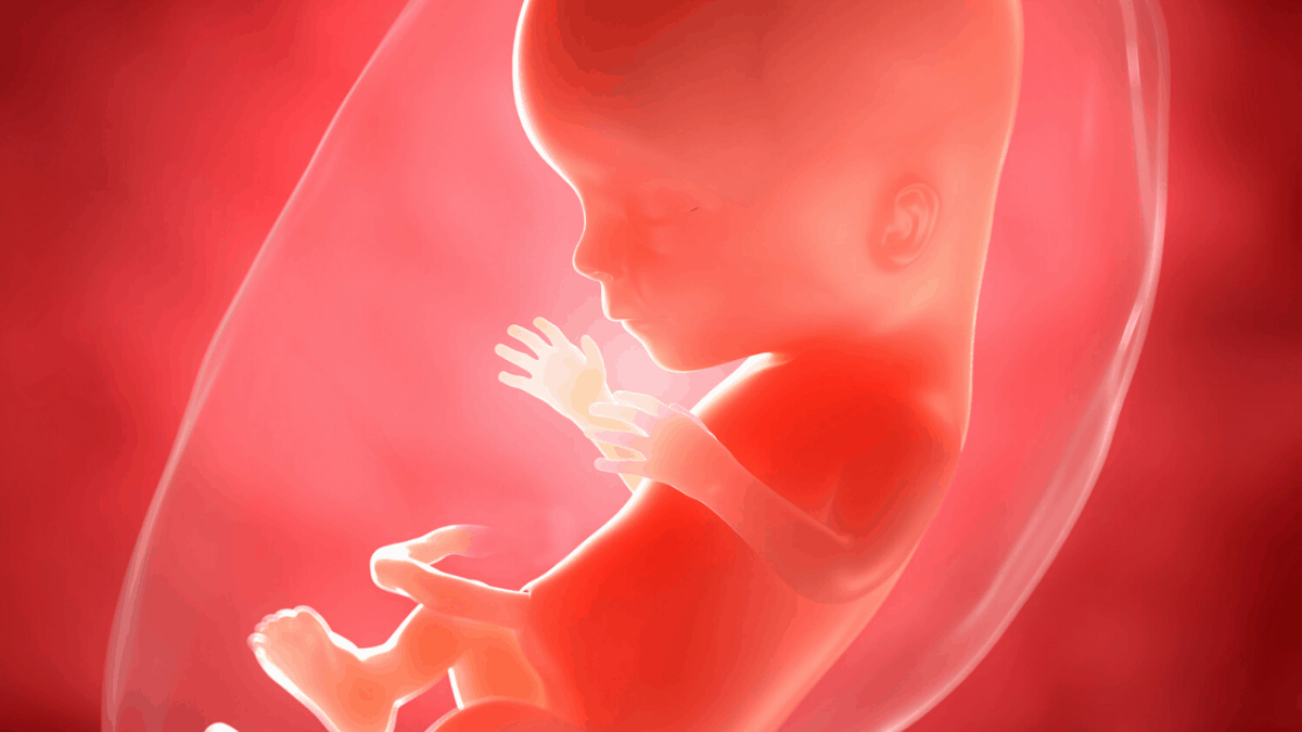Baby in Mother's Womb